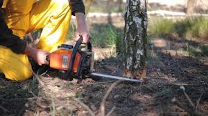 Best Tree and Shrub Care  in Winston Salem, NC