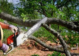 Best Tree Health Inspection  in Winston Salem, NC