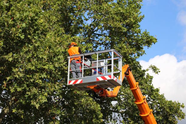 Best Tree Removal  in Winston Salem, NC