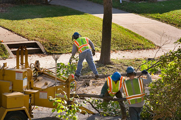 Best Palm Tree Trimming  in Winston Salem, NC