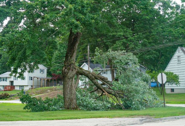 Best Commercial Tree Services  in Winston Salem, NC