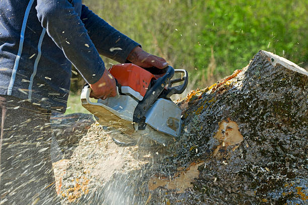 Best Emergency Tree Removal  in Winston Salem, NC